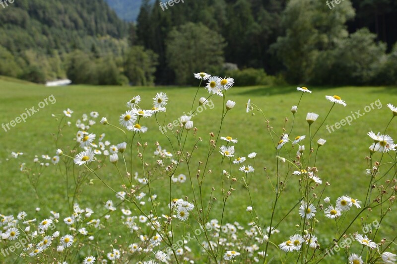 Tyrol Austria Mountains Alpine Alm