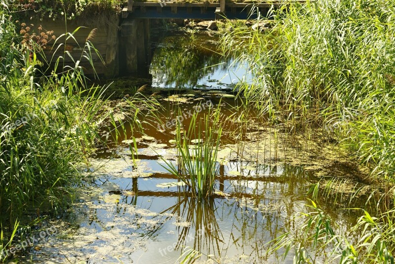 Water Stream Rushes The Brook Flowing Water