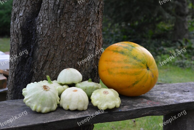 Watermelon Pumpkin Patison Pumpkins Collections