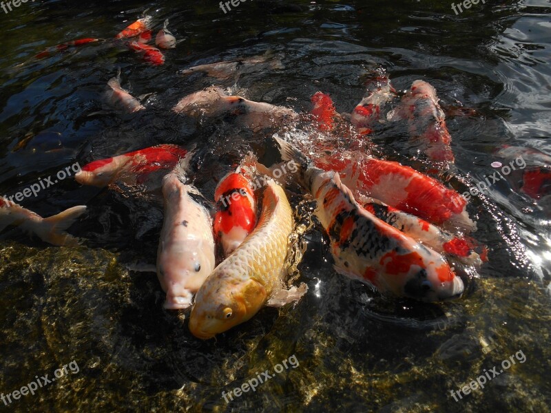 Carp Koi Aquarium Fish Fish Pond