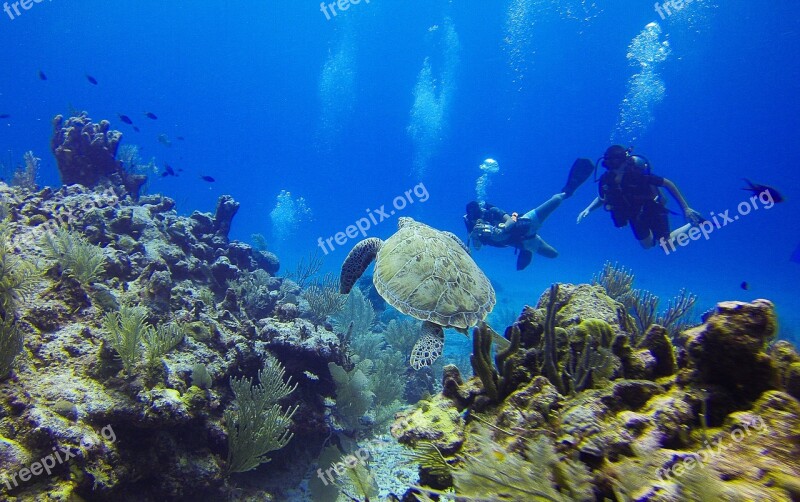 Turtle Diving Diver Bottles Seabed