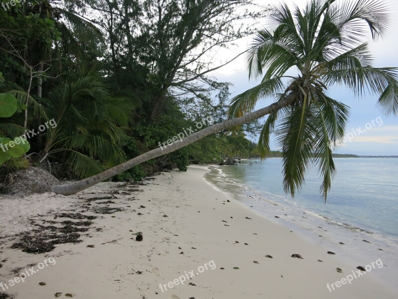 Beach Leaning Palm Caribbean Dominican Republic Sea