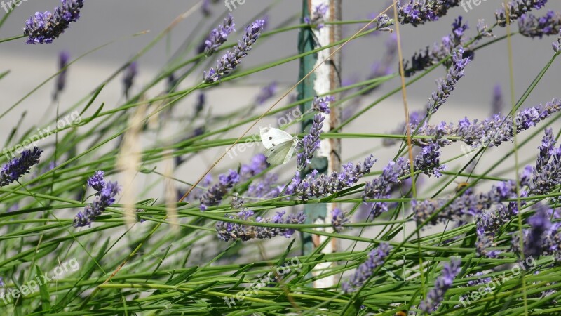 Lavender Bee Purple Garden Insect