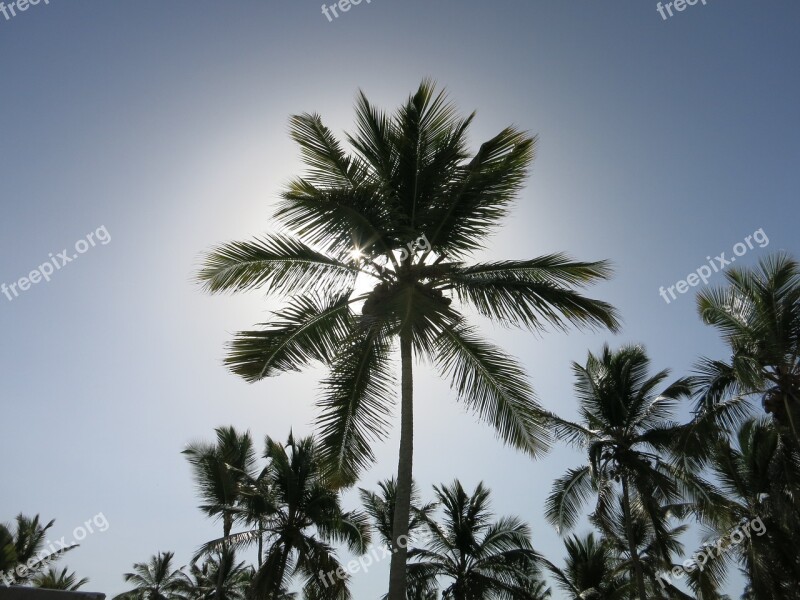 Palm Trees Caribbean Dominican Republic Vacations Paradise