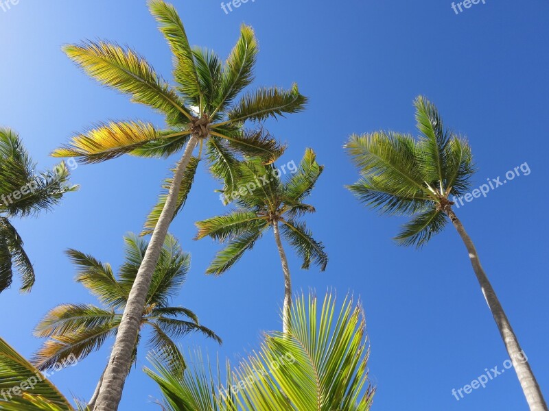 Palm Trees Caribbean Dominican Republic Vacations Paradise