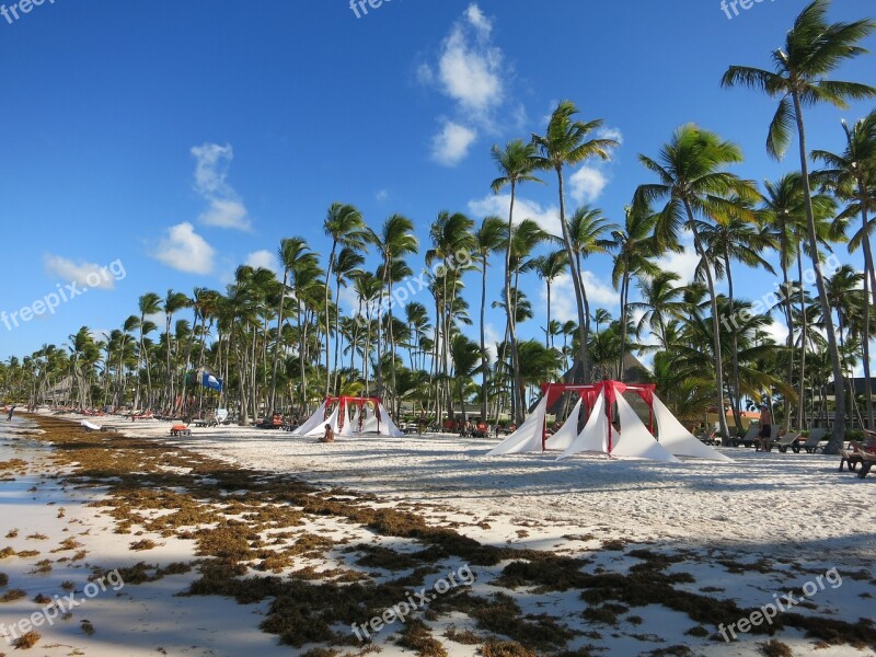 Beach Palm Trees Caribbean Dominican Republic Sea