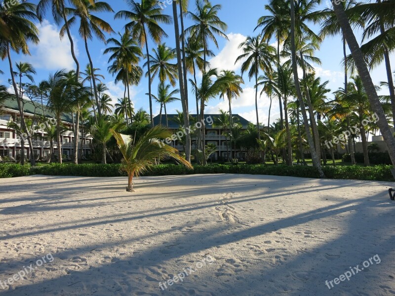 Beach Palm Trees Caribbean Dominican Republic Vacations