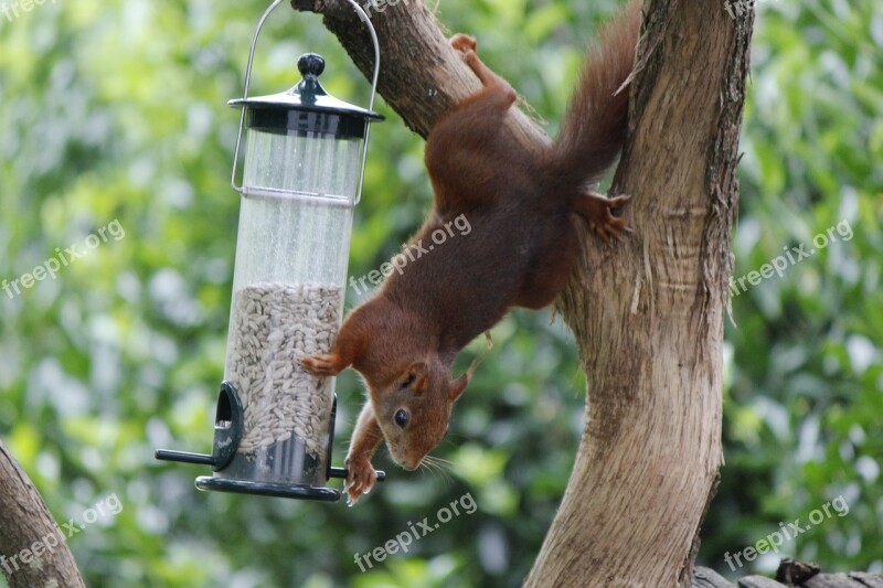 Squirrel Bird Seed Sunflower Seeds Garden Bird