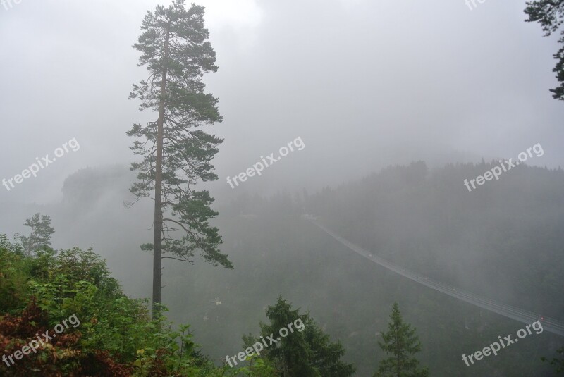 Forest Bridge Fog Gloomy Trees