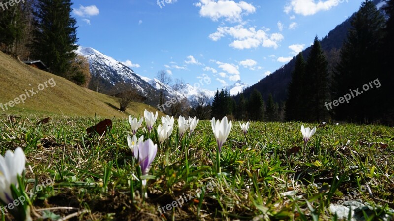 Mountains Flowers Spring Alpine Meadow