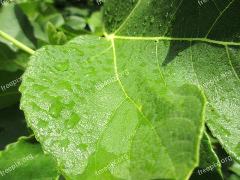 Raindrop After The Rain Green Leaf Free Photos