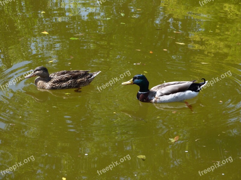 Mallards Nature Couple Birds Duck