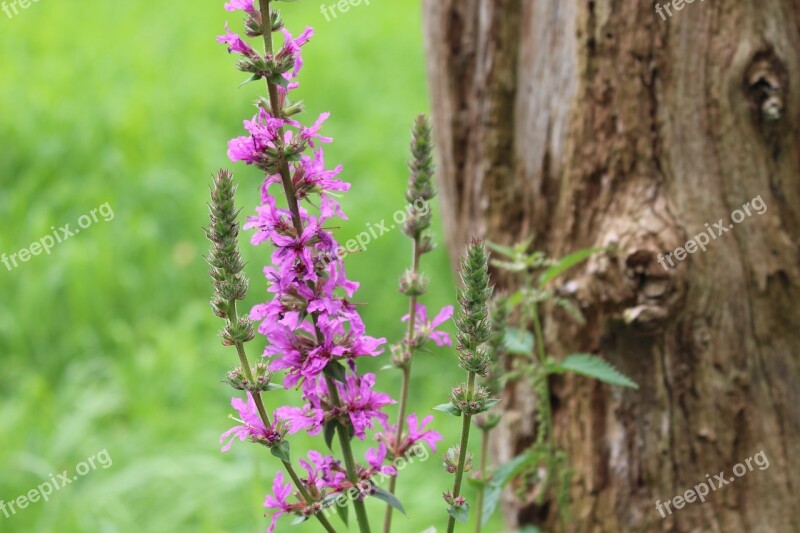 Flower Purple Nature Blossom Bloom