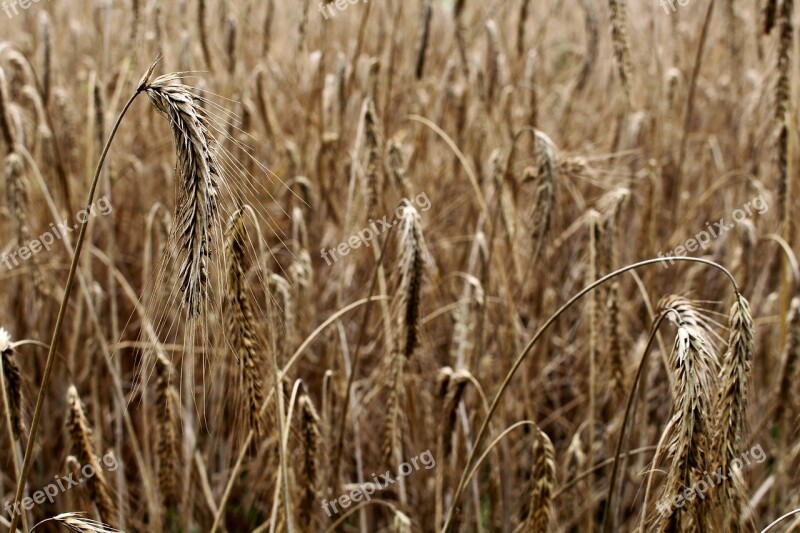 Barley Cereals Barley Field Spike Field