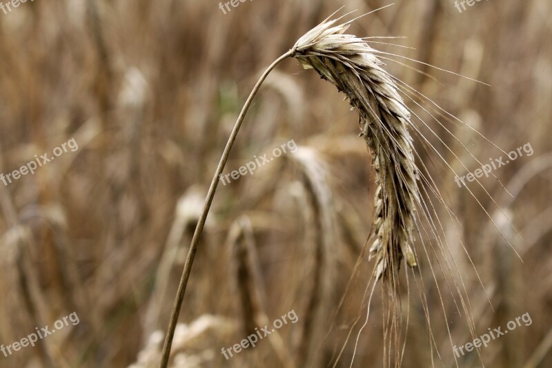 Barley Cereals Barley Field Spike Field