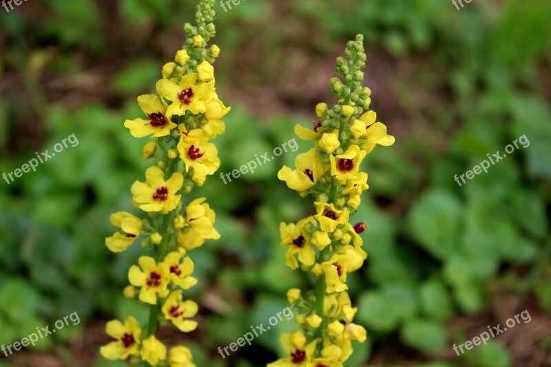 Yellow Flowers Flowers Yellow Plant Nature