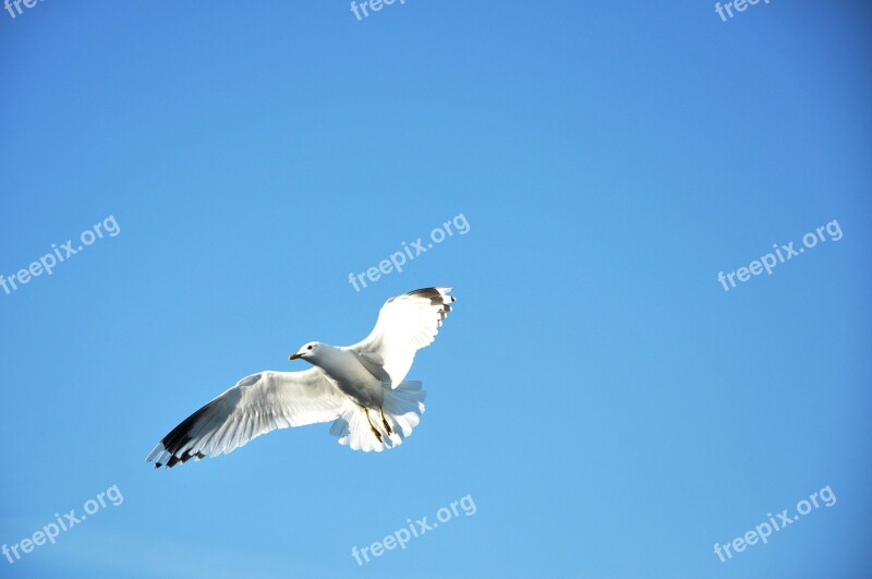 Seagull Flying Blue-sky Flight Day