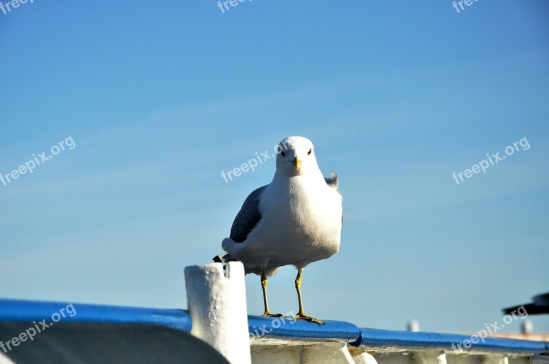 Seagull Blue-sky Blue Sky Bird