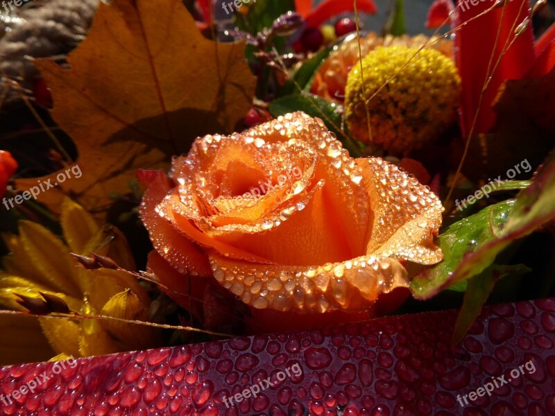 Rose Flower Arrangement Dew Morning Flowers