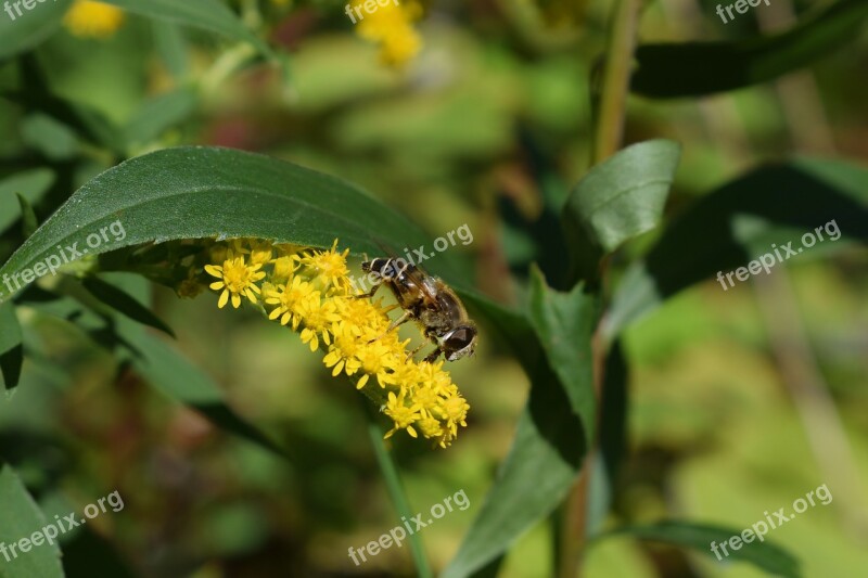 Hoverfly Yellow Summer Insect Nature