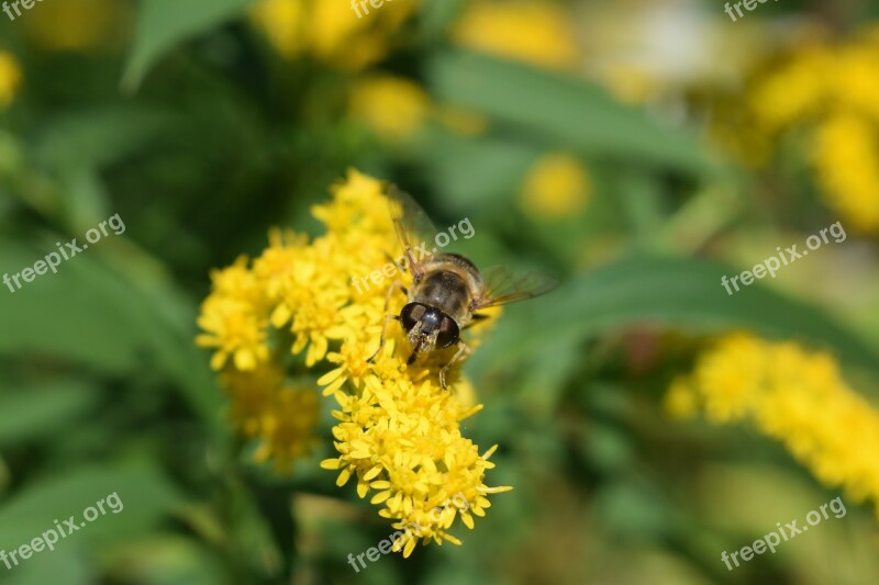 Hoverfly Flower Fly Insect Yellow Nature