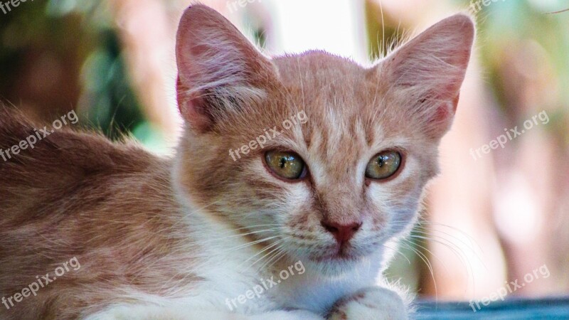 Cat Stray Face Portrait Animal