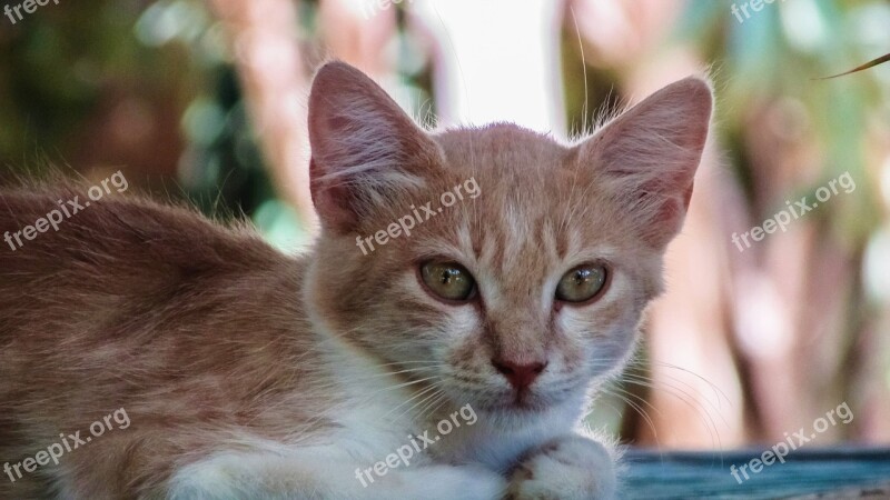 Cat Stray Face Portrait Animal