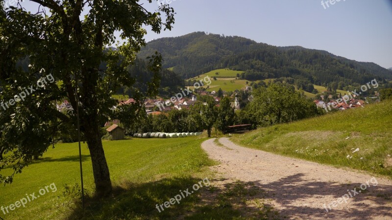 Trail Black Forest Summer Free Photos