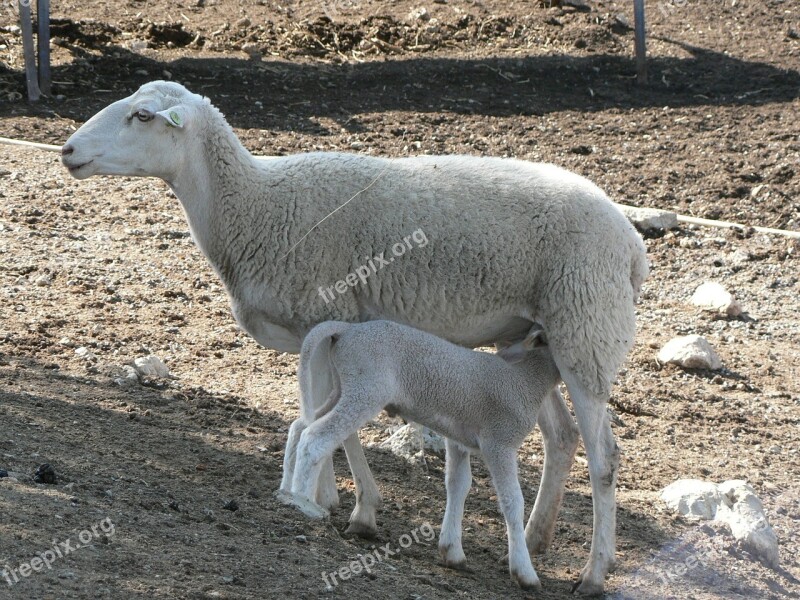 Sheep Field Nature Livestock Lambs