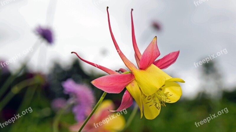 Scotland Aberdeenshire Dee-tal Flower Aquilegia