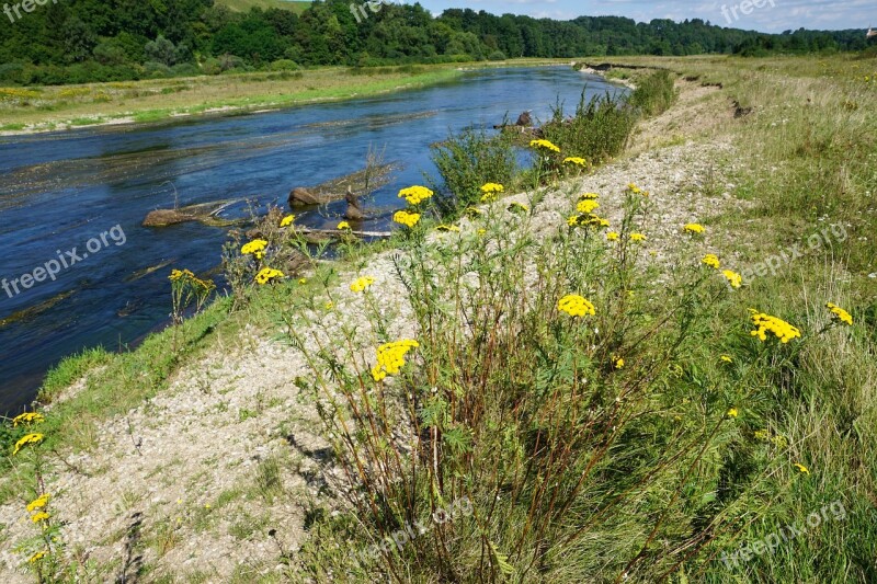 Tansy Medicinal Plant Healthy Nature River