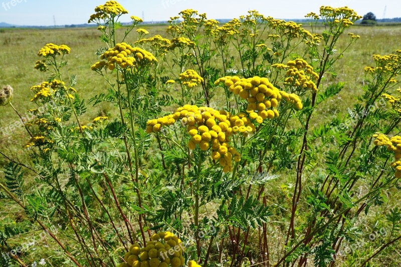 Tansy Medicinal Plant Healthy Nature Heal