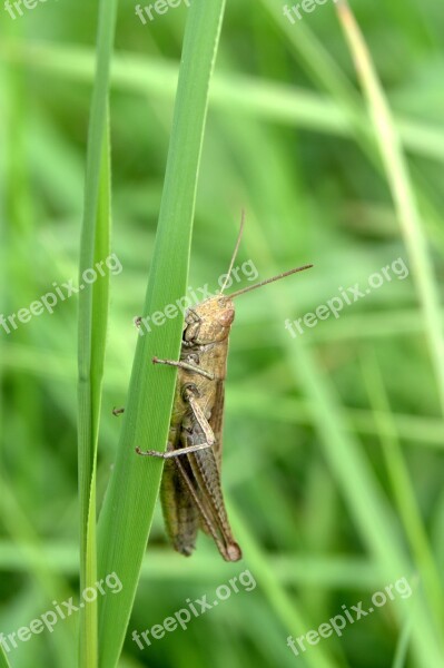 Grasshopper Tettigonia Viridissima Cricket Grass Insect