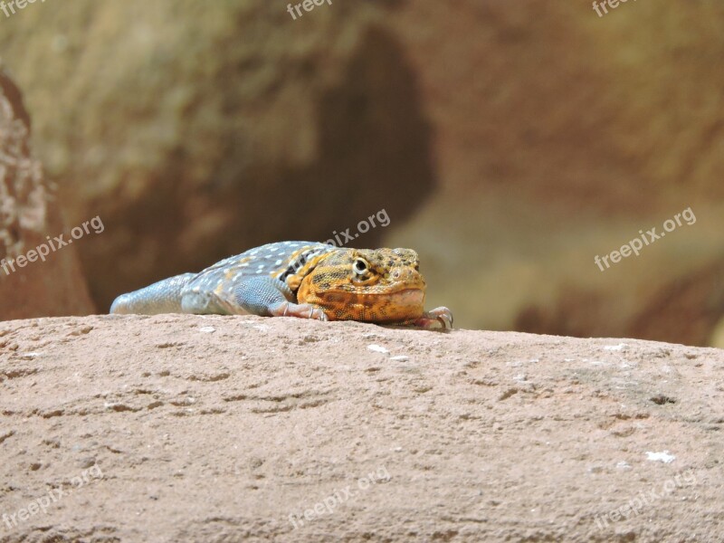 Lizard Colored Reptile Zoo Free Photos