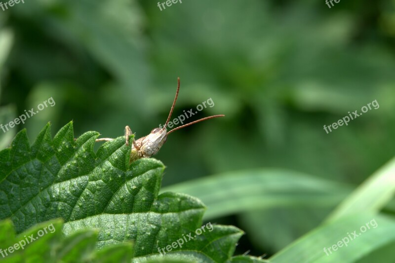 Grasshopper Tettigonia Viridissima Cricket Grass Insect