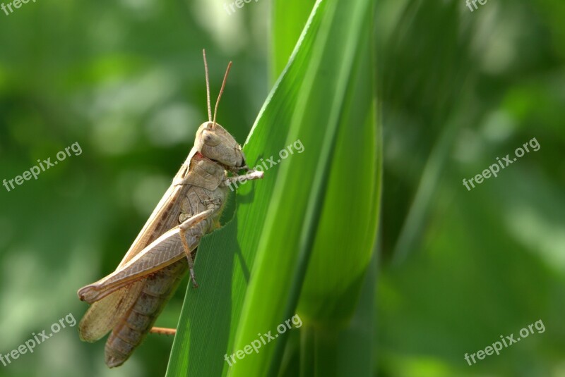 Grasshopper Tettigonia Viridissima Cricket Grass Insect