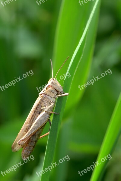 Grasshopper Tettigonia Viridissima Cricket Grass Insect