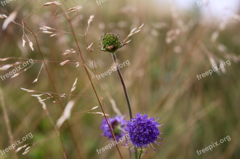 Flower Purple Green Straw Purple Flower