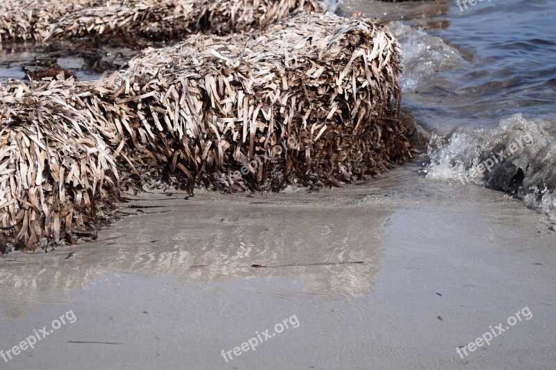 Beach Sand Sea Seaweed Mirroring