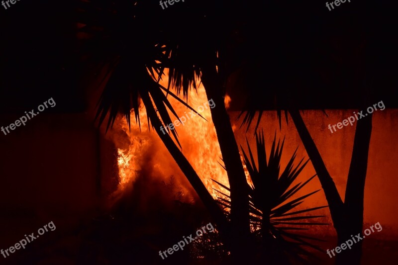 Fire Palm Trees Brand Flame Red