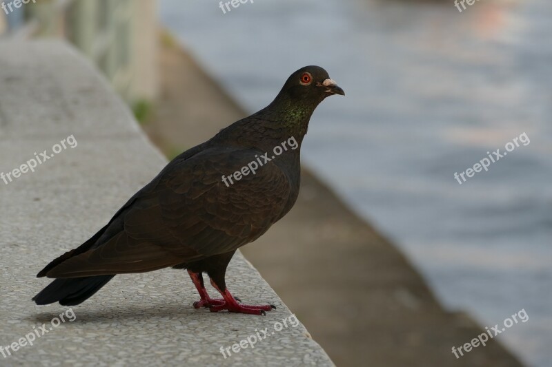 Dove Nature Bird Wild Birds Free Photos