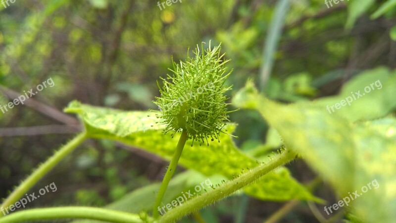 Nature Herbal Health Indian Treatment