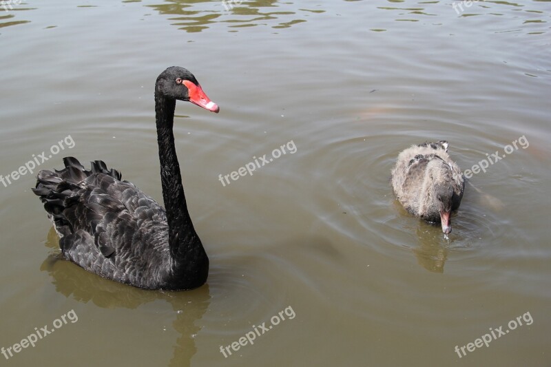 Black Swan Park Leisure Free Photos