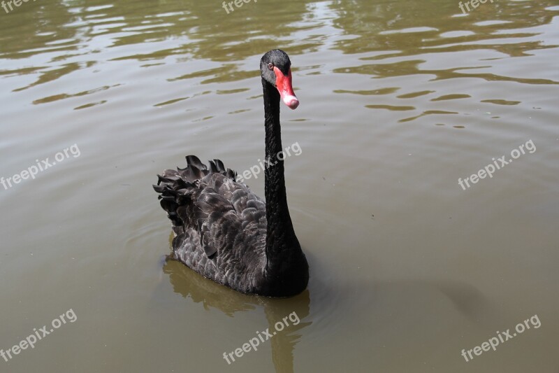 Black Swan Park Leisure Free Photos