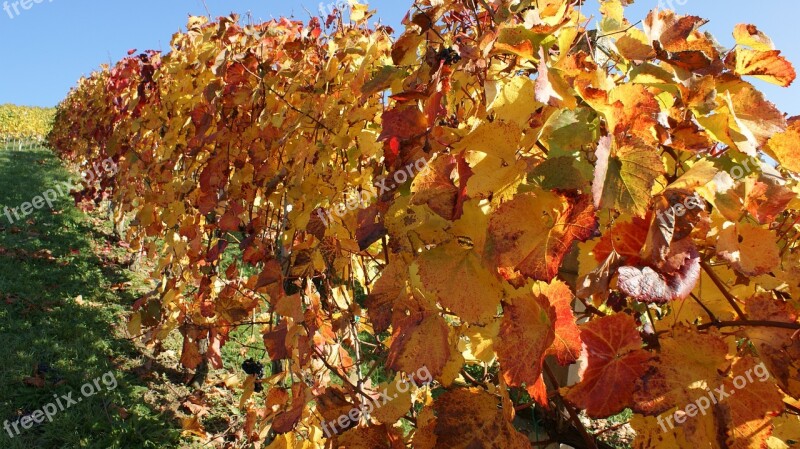 Styria Wine Landscape Vineyard Southern Styria