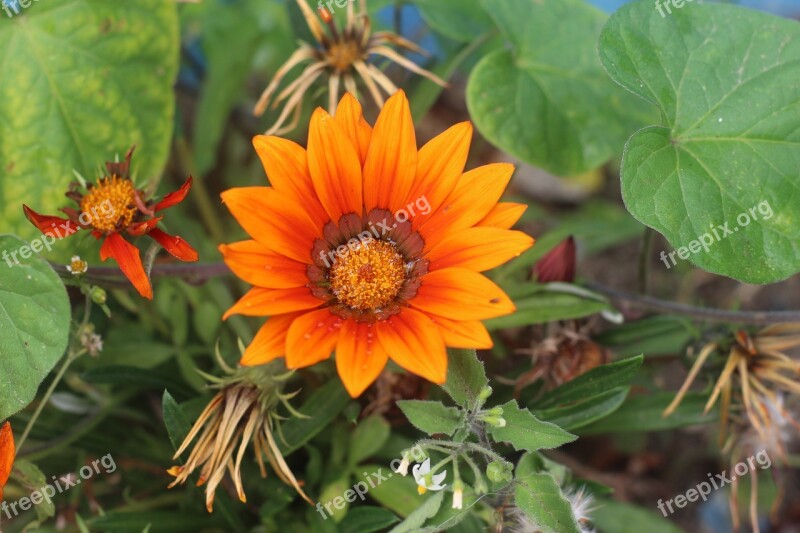 Flower Green Nature Plants Spring