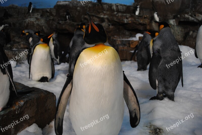 Penguins Sea World Seaworld Cute Cuddly