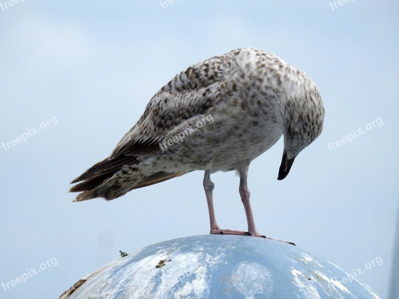 Seagull Sea Sea Bird Ocean Summer