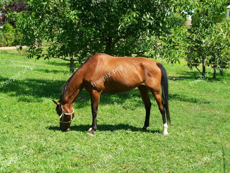 Brown Horse Browse Hoofed Animals Free Photos