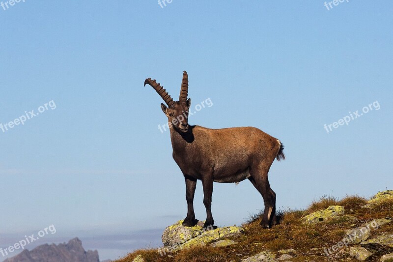 Capricorn Animal Mountains Wild Sesvenna